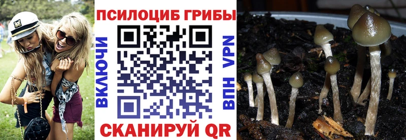 Псилоцибиновые грибы мицелий  Купить  Боровичи 